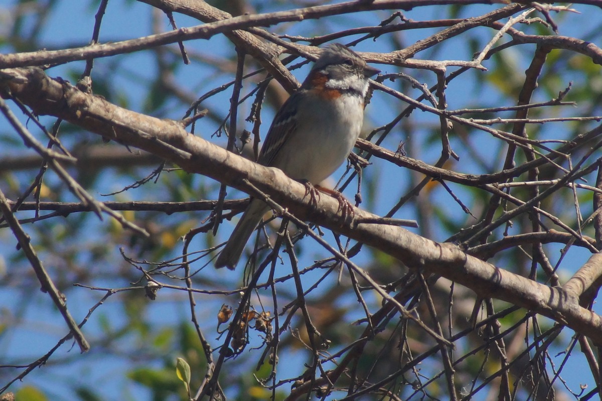 Rufous-collared Sparrow - ML620411357