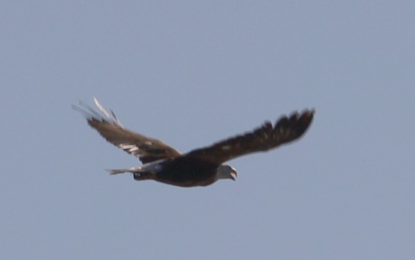 Weißkopf-Seeadler - ML620411377