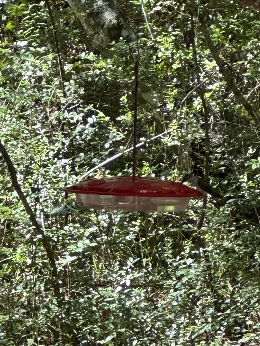 Рубиновогорлый колибри - ML620411388