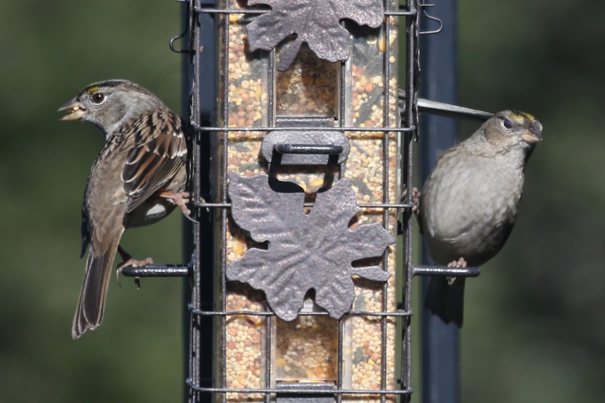 Golden-crowned Sparrow - ML620411389