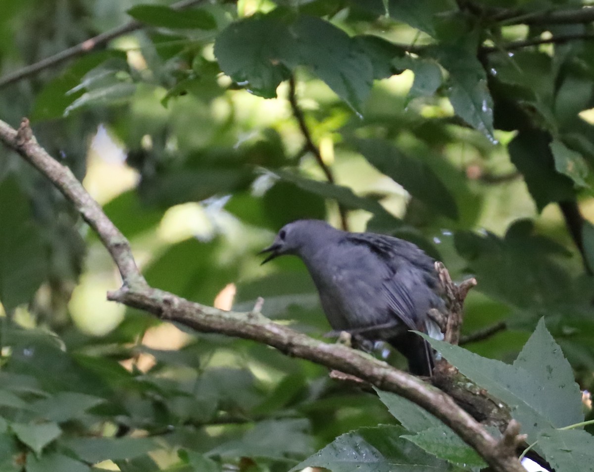 Gray Catbird - ML620411390