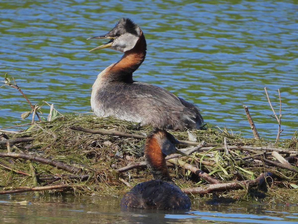 Red-necked Grebe - ML620411394