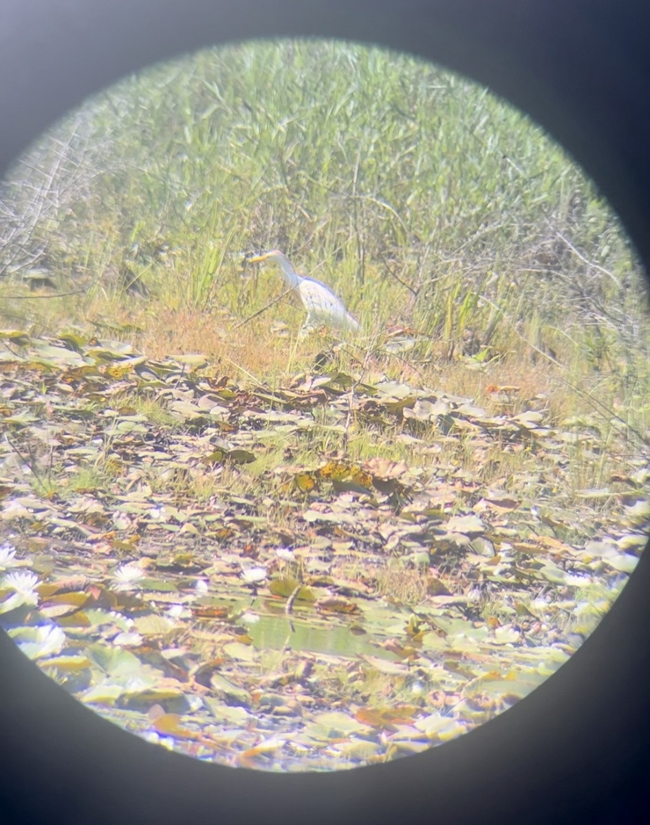 Western Cattle Egret - ML620411407