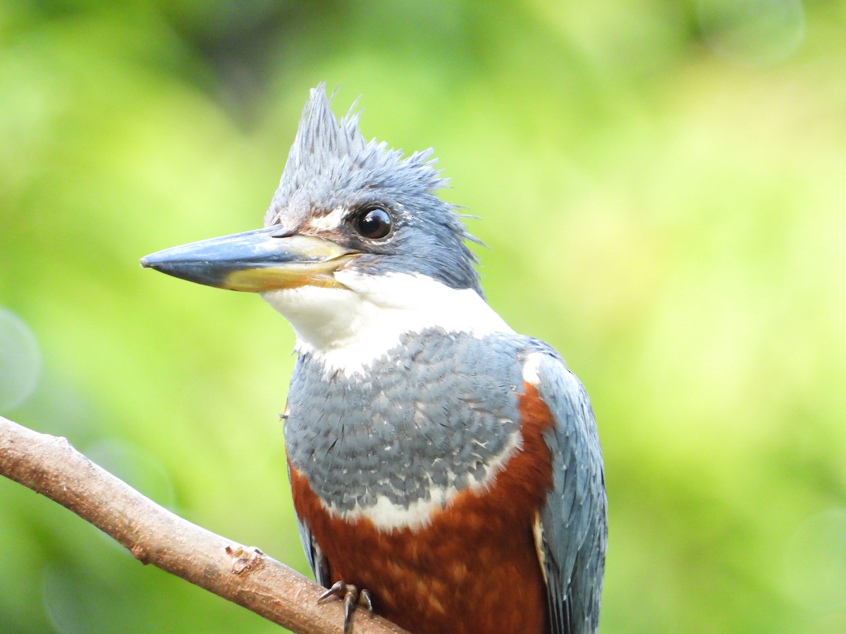 Ringed Kingfisher - ML620411412