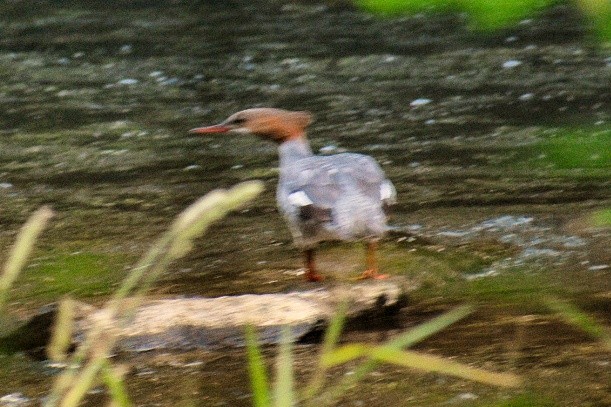 Common Merganser - ML620411421