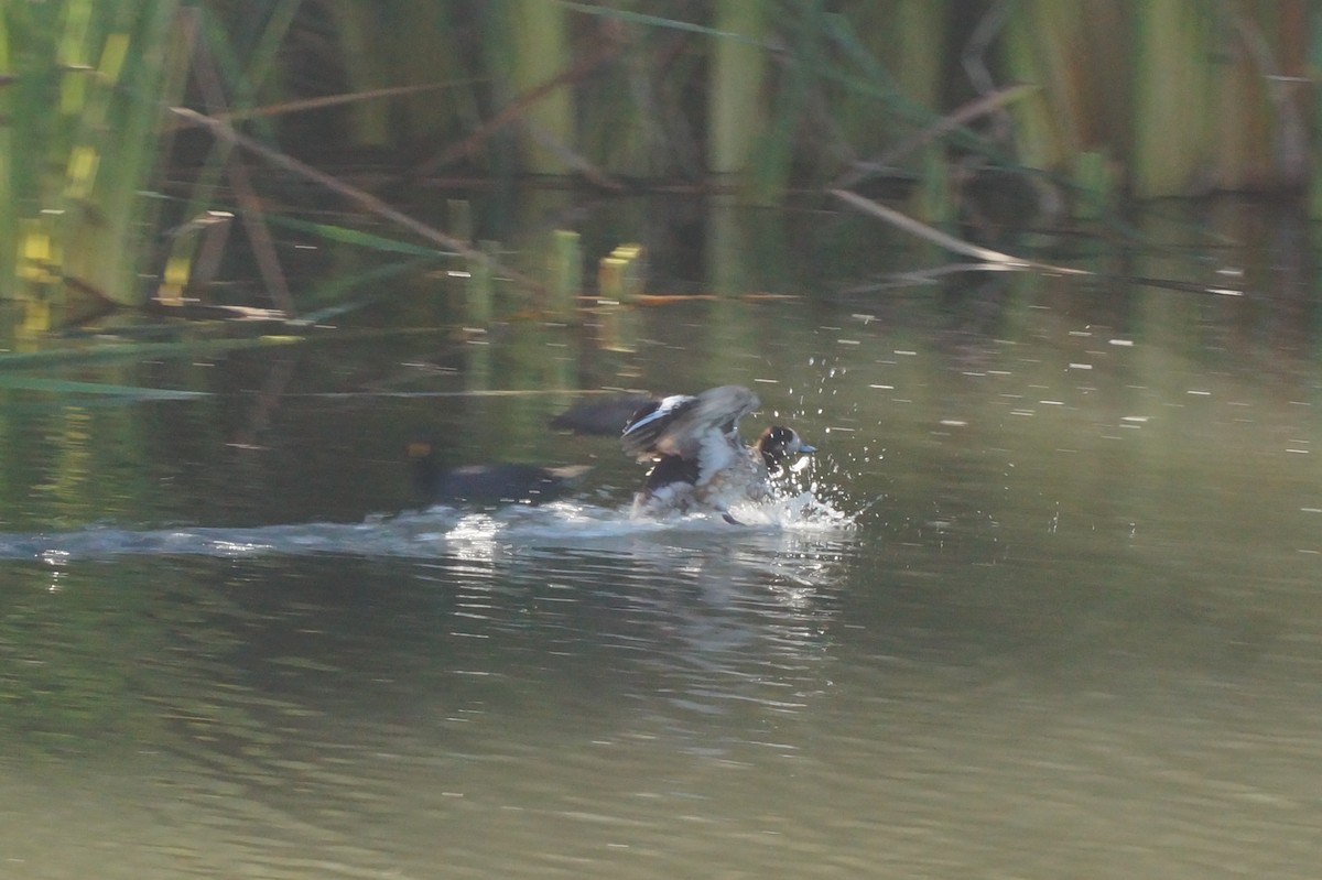 Canard de Chiloé - ML620411427