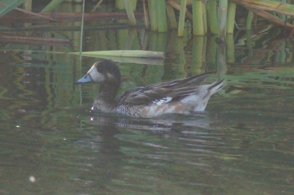 Chiloe Wigeon - ML620411429