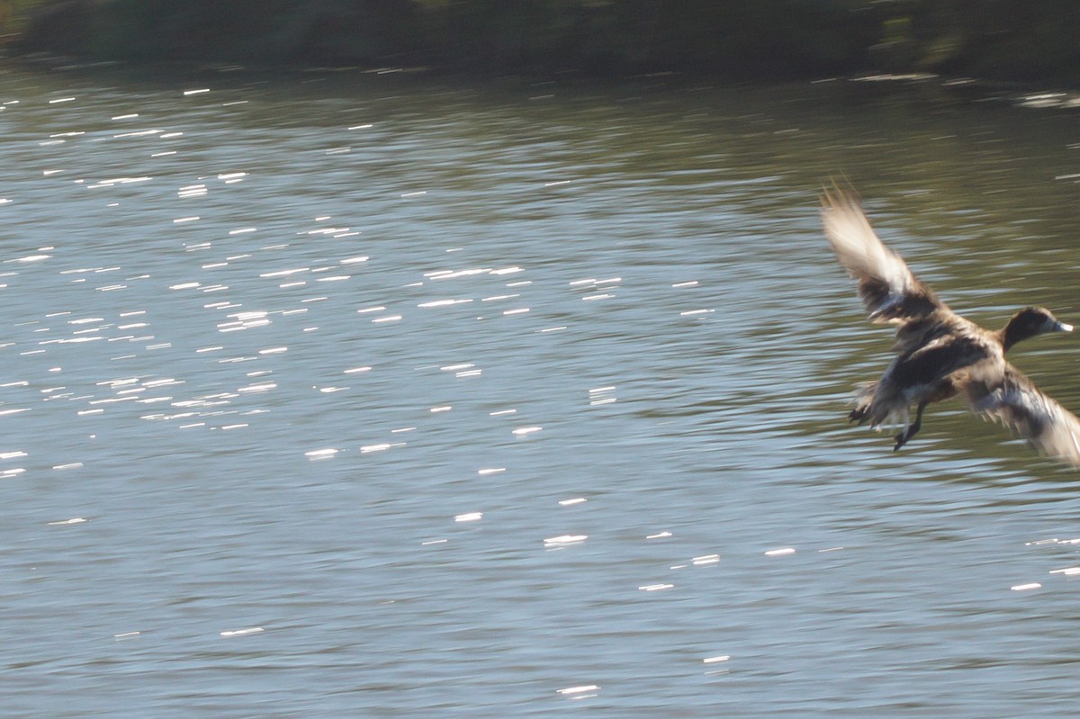 Chiloe Wigeon - ML620411434