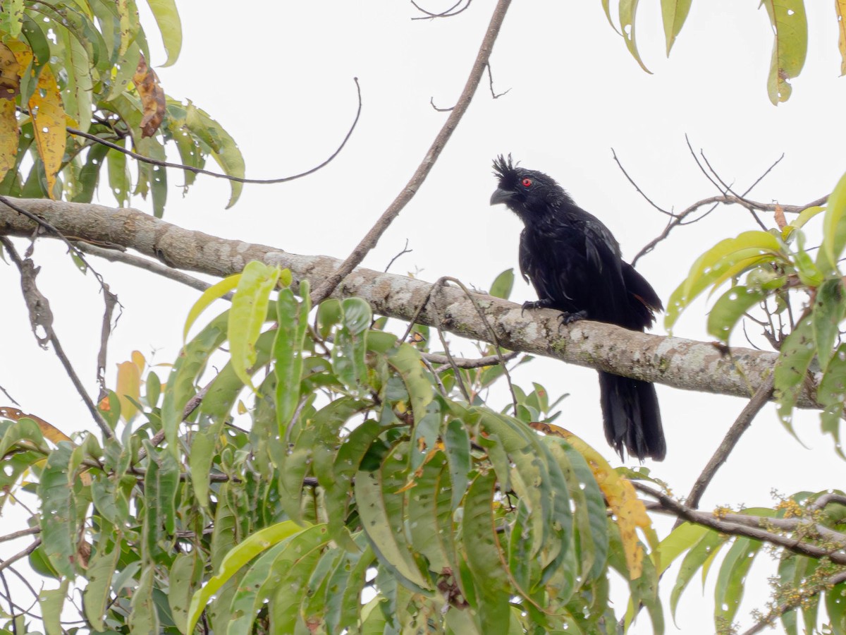 Black Magpie (Bornean) - ML620411437