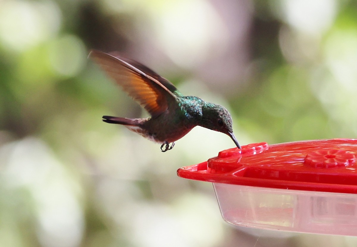 kolibřík mexický - ML620411439