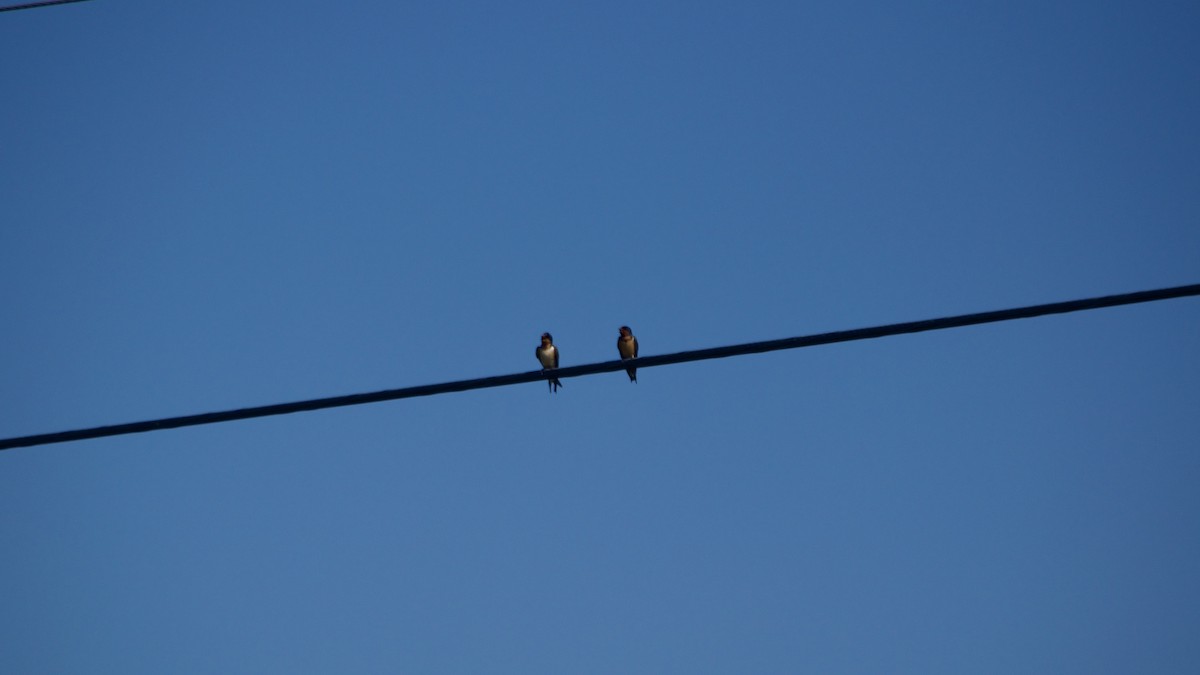 Barn Swallow - ML620411440