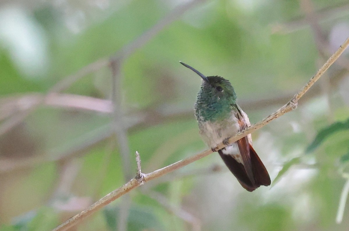 Berylline Hummingbird - Michael Willison