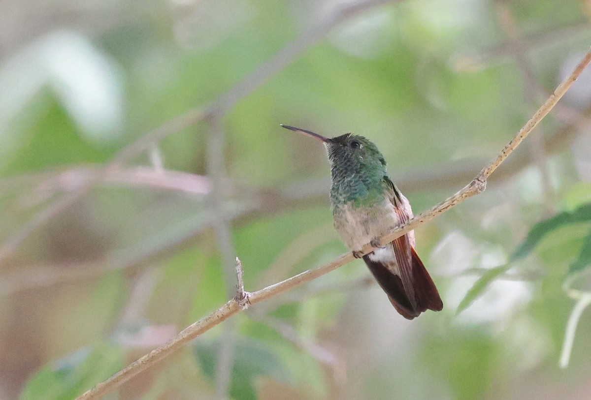kolibřík mexický - ML620411445