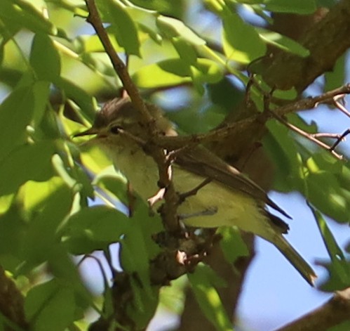 Warbling Vireo - ML620411446