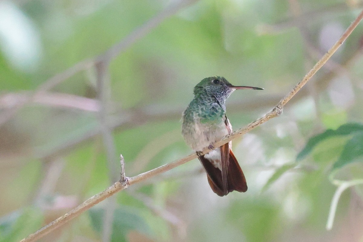 kolibřík mexický - ML620411450