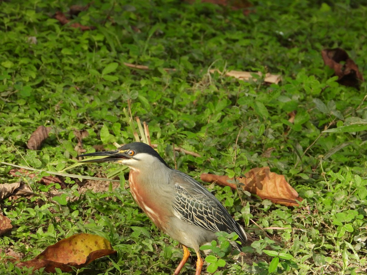 Striated Heron - ML620411461