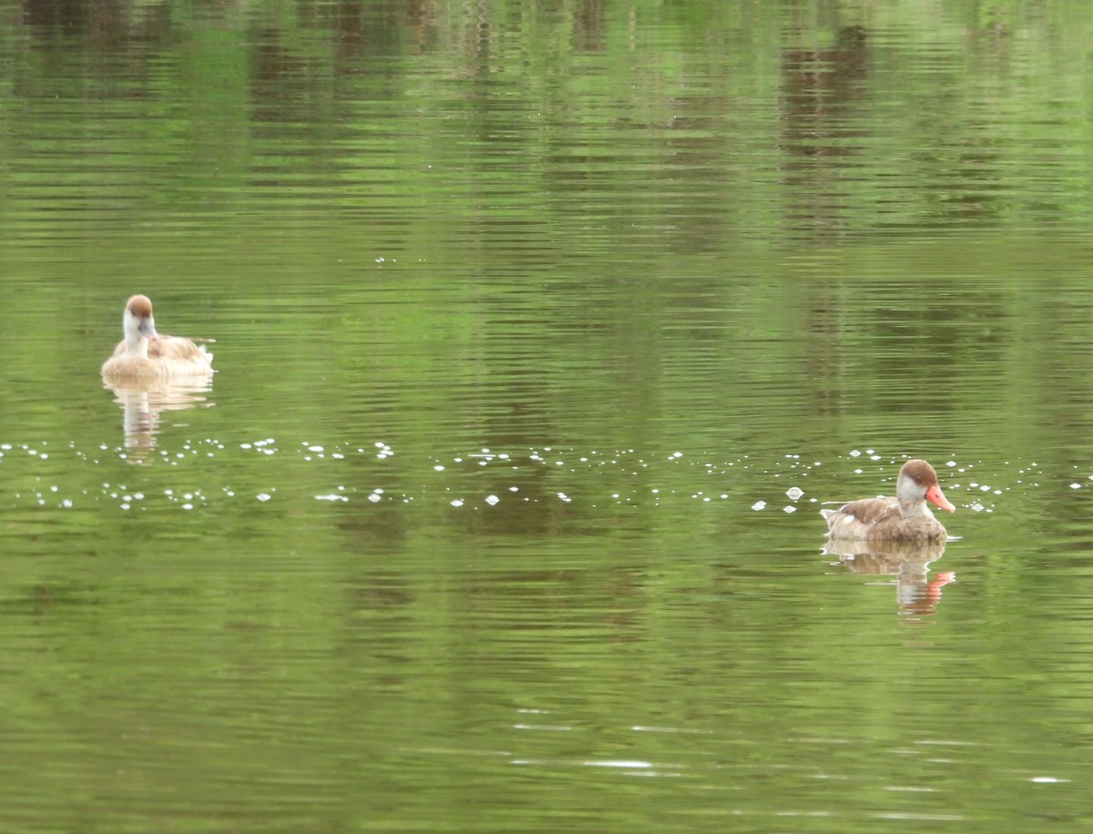 Red-crested Pochard - ML620411469