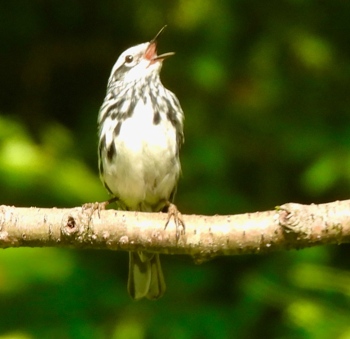 Black-and-white Warbler - ML620411470