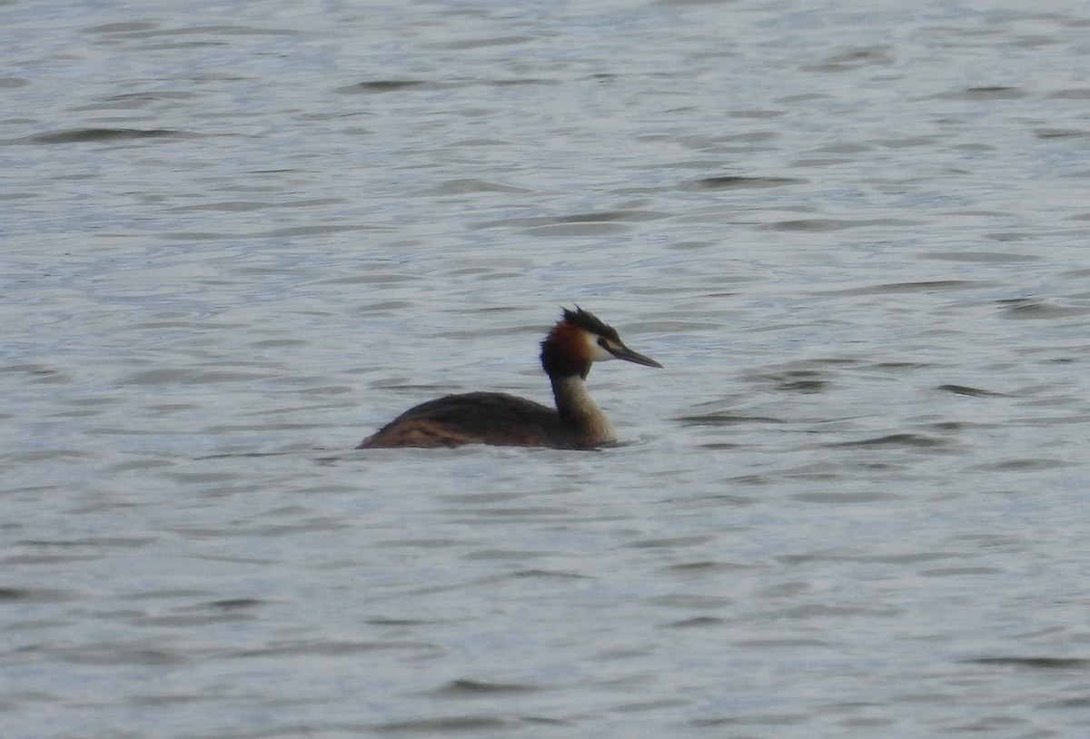 Great Crested Grebe - ML620411474