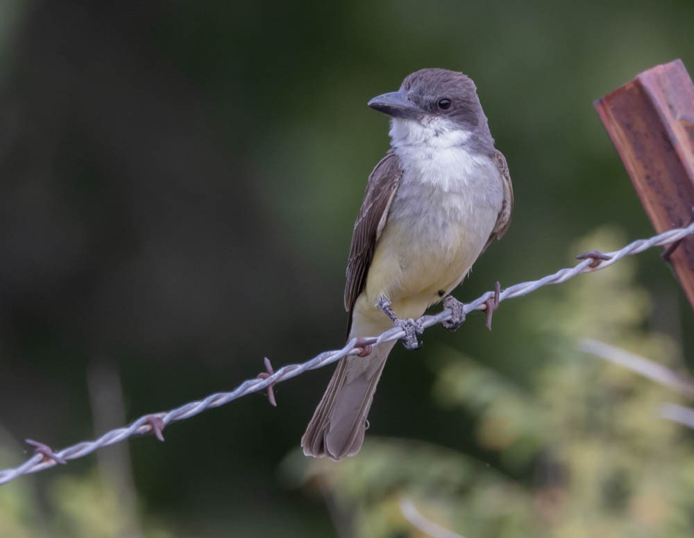 Dickschnabel-Königstyrann - ML620411484