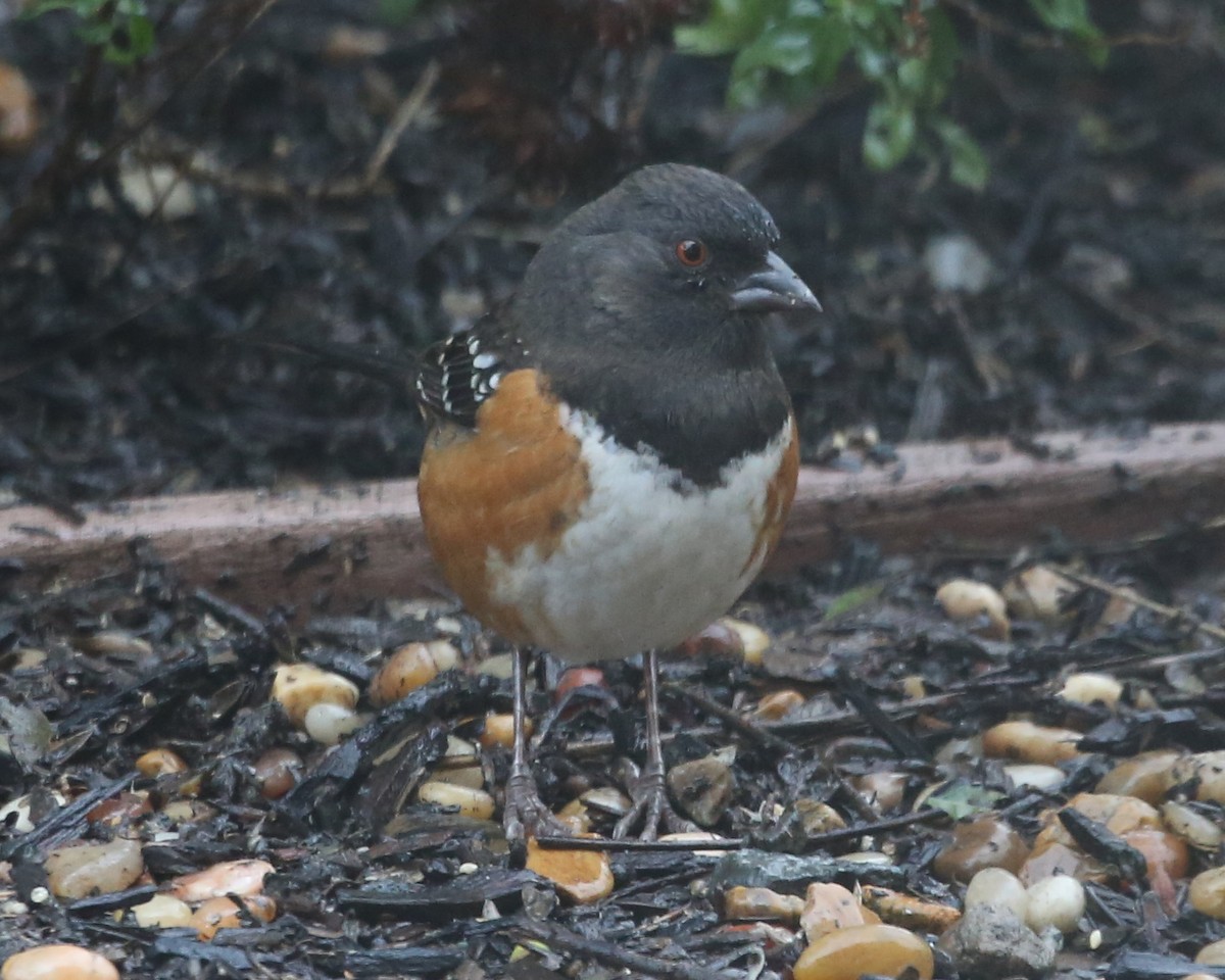 Spotted Towhee - ML620411528