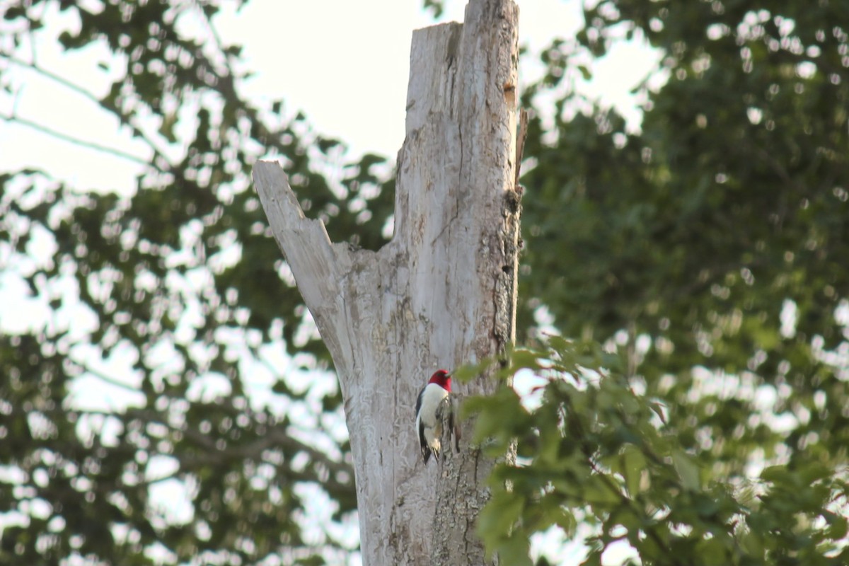 Red-headed Woodpecker - ML620411530