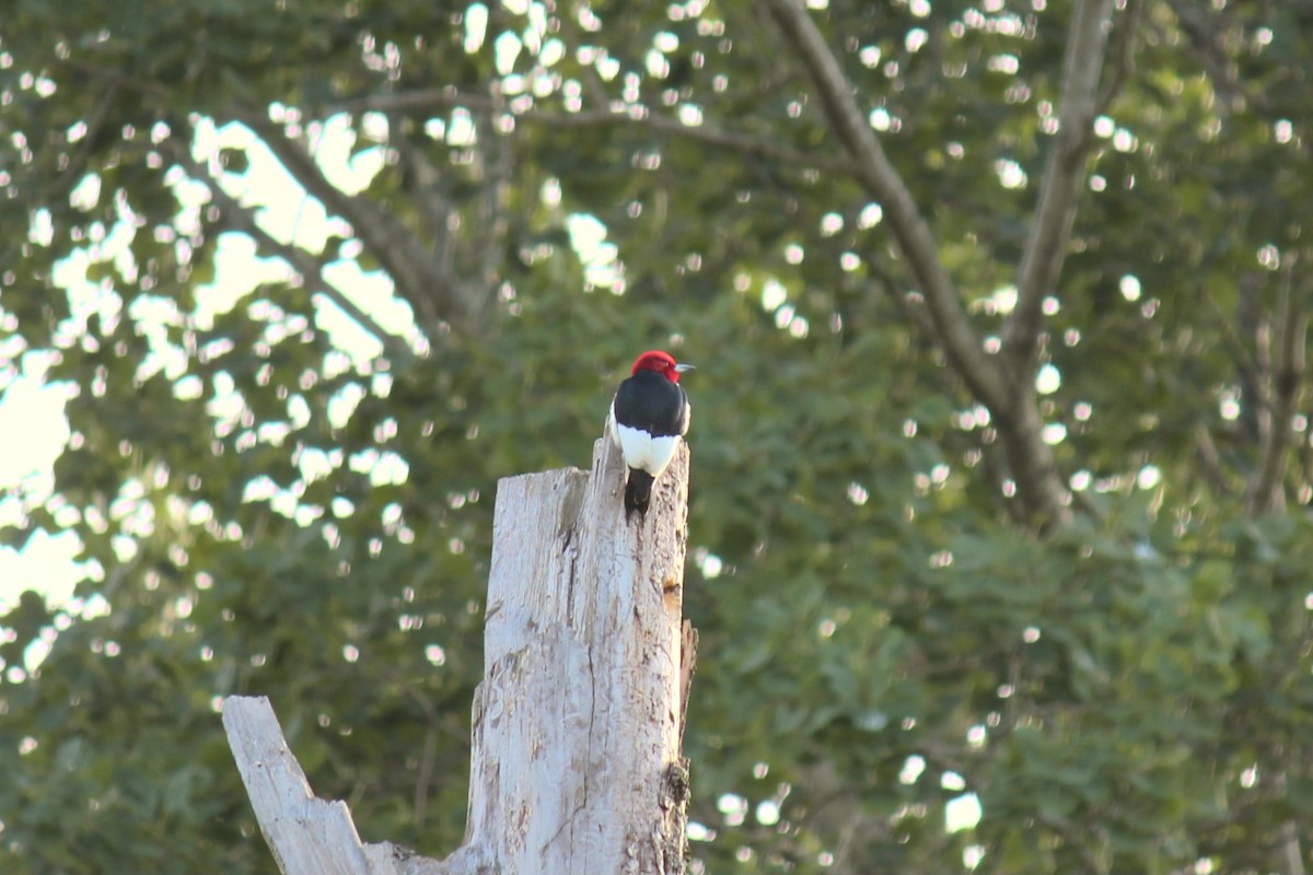 Red-headed Woodpecker - ML620411531