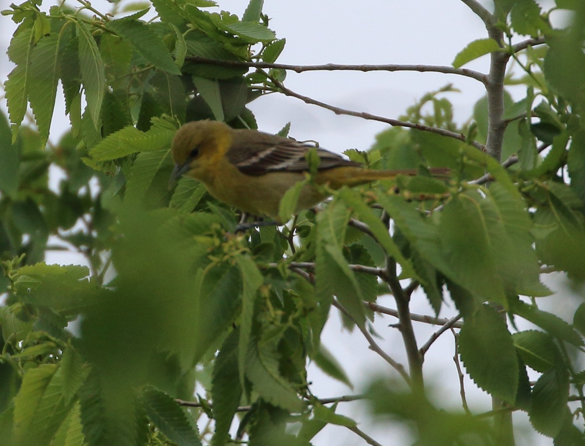 Orchard Oriole - ML620411538