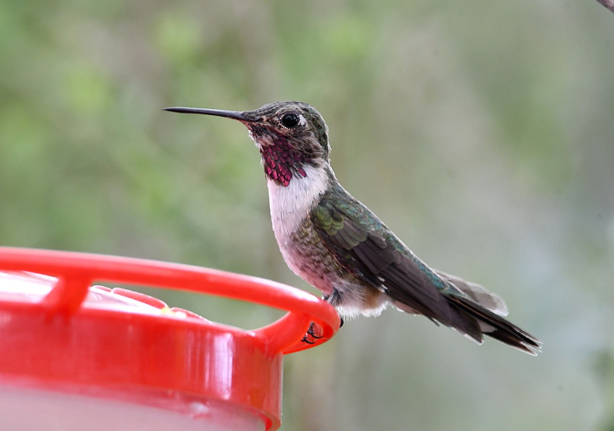 Broad-tailed Hummingbird - ML620411548