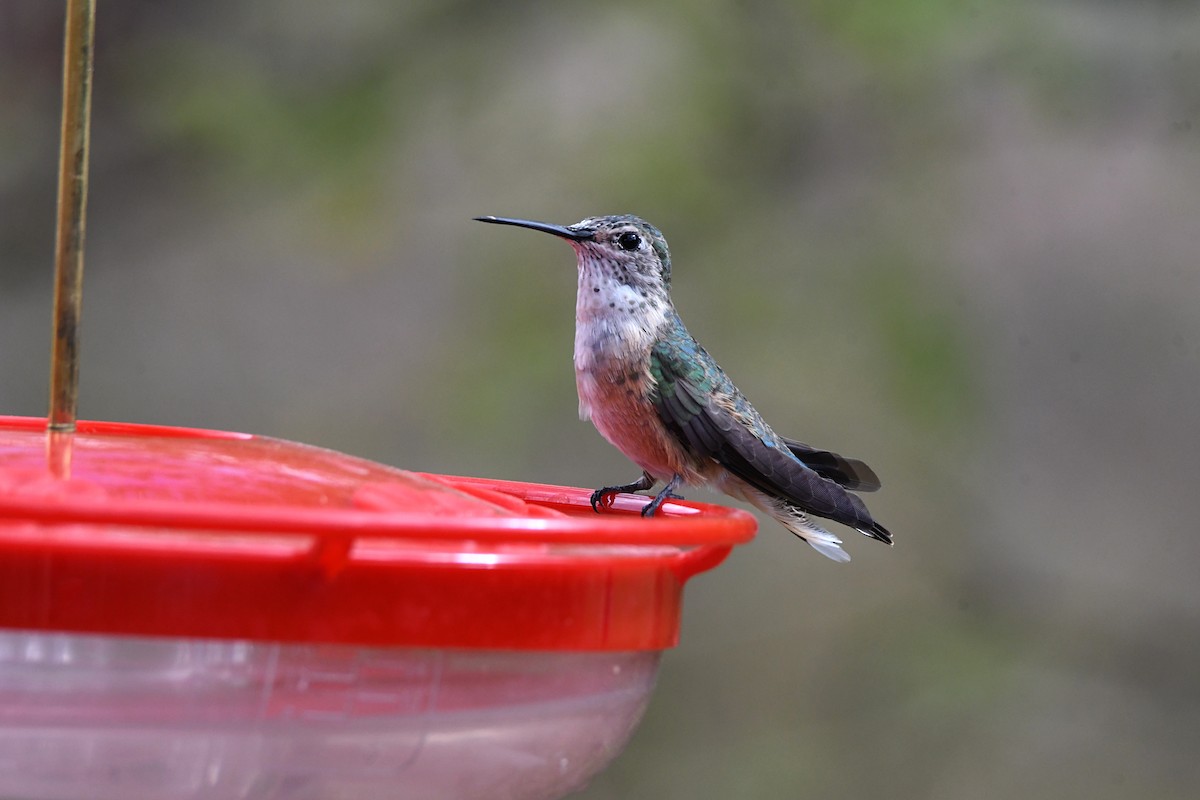 Broad-tailed Hummingbird - ML620411549