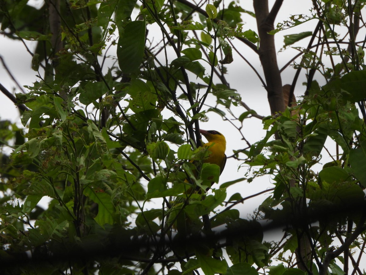 Indian Golden Oriole - ML620411553