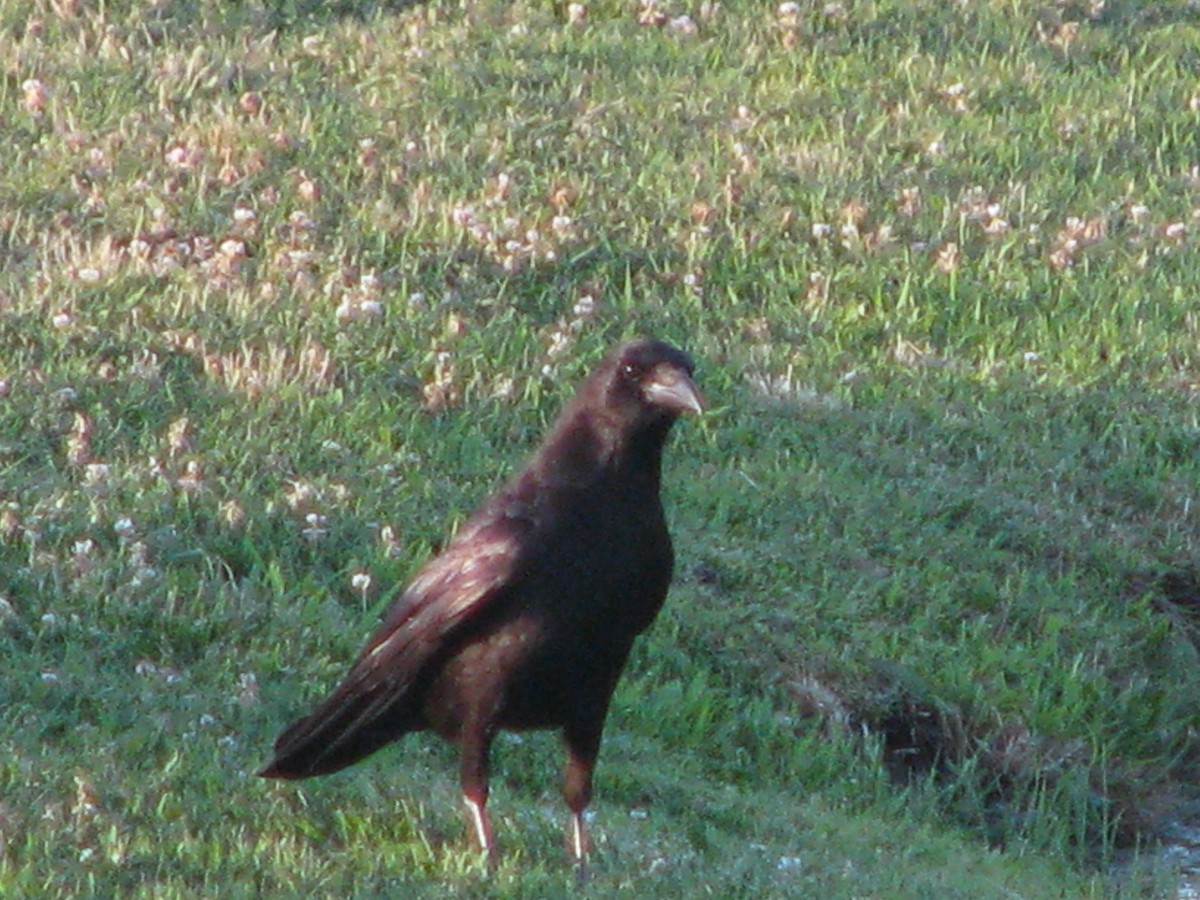 American Crow - ML620411575