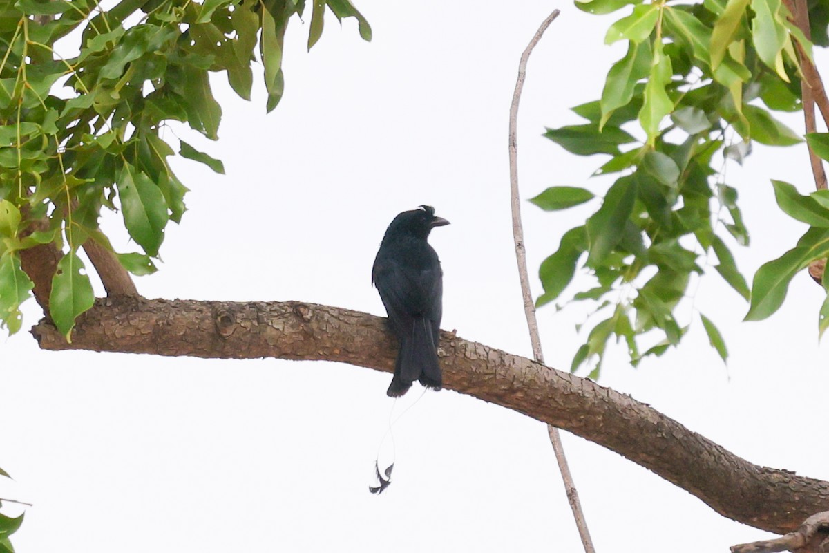 Greater Racket-tailed Drongo - Anurak Meeprom