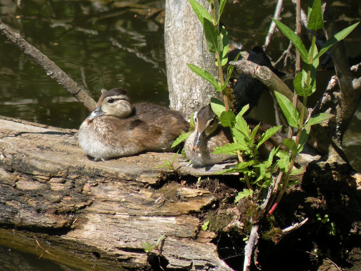 Wood Duck - ML620411585