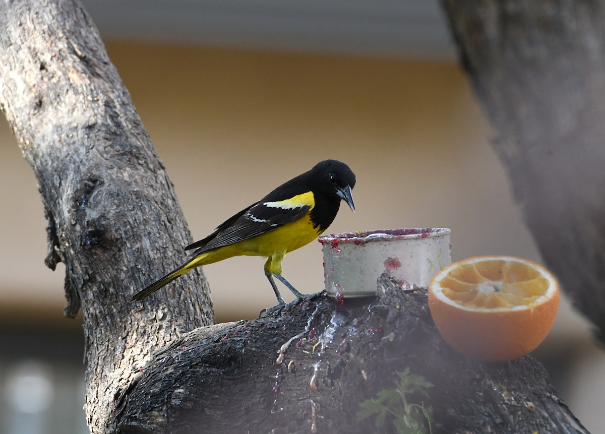 Scott's Oriole - ML620411587