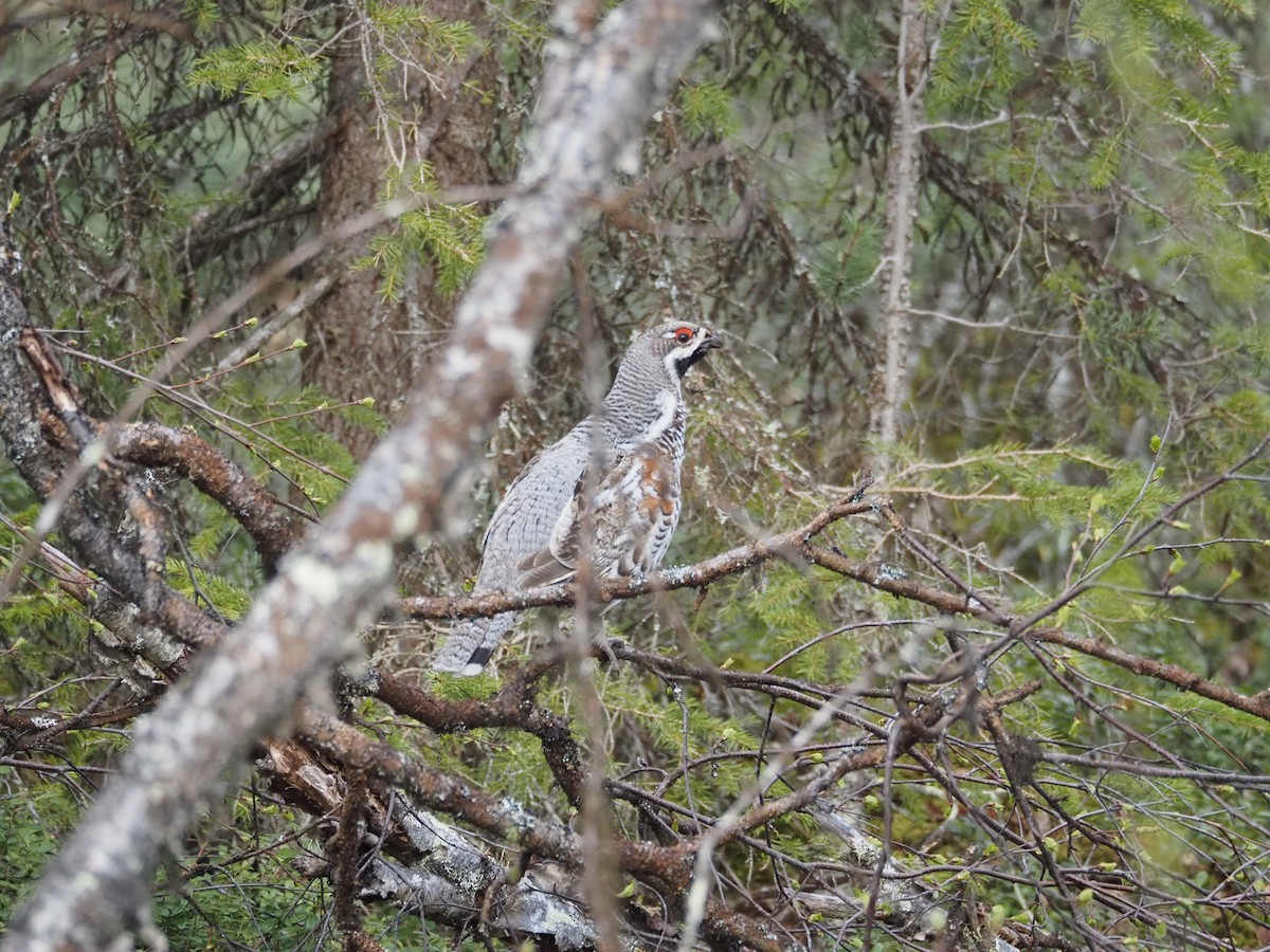 Hazel Grouse - ML620411593