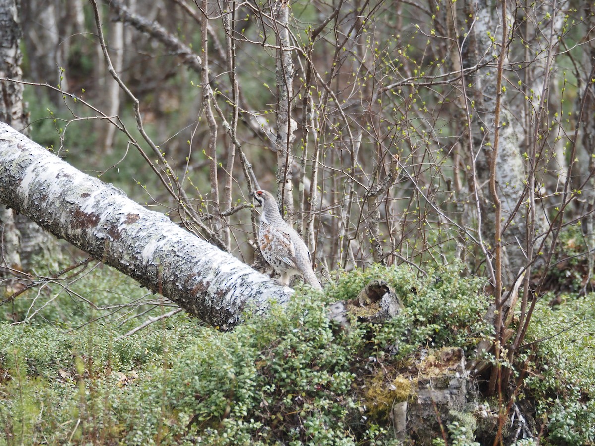 Hazel Grouse - ML620411594