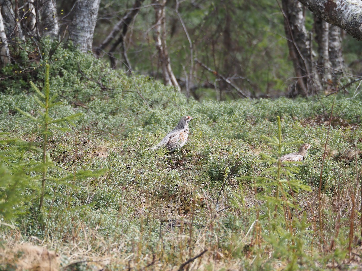 エゾライチョウ - ML620411595