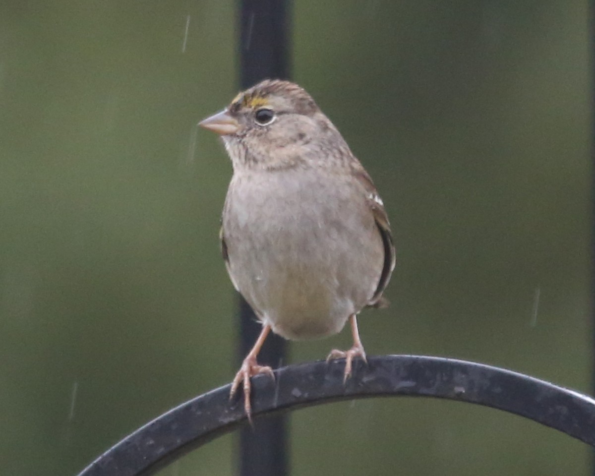 Golden-crowned Sparrow - ML620411610