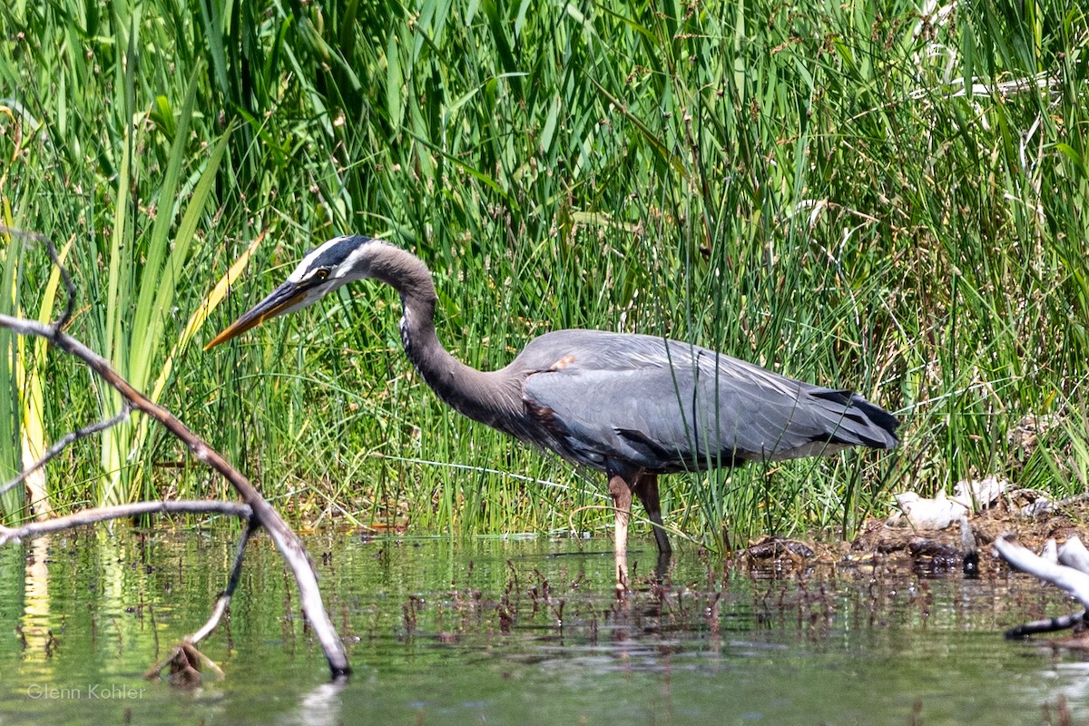 Great Blue Heron - ML620411615