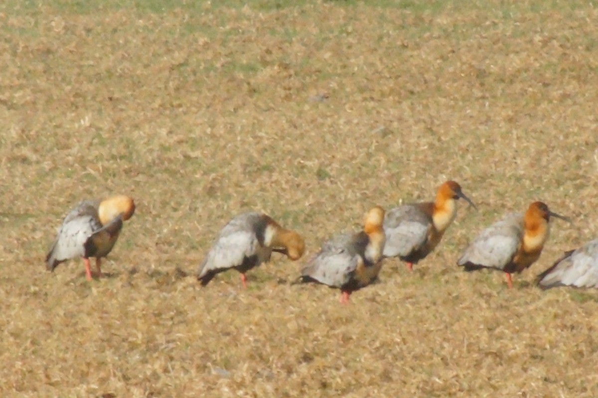 Black-faced Ibis - ML620411620