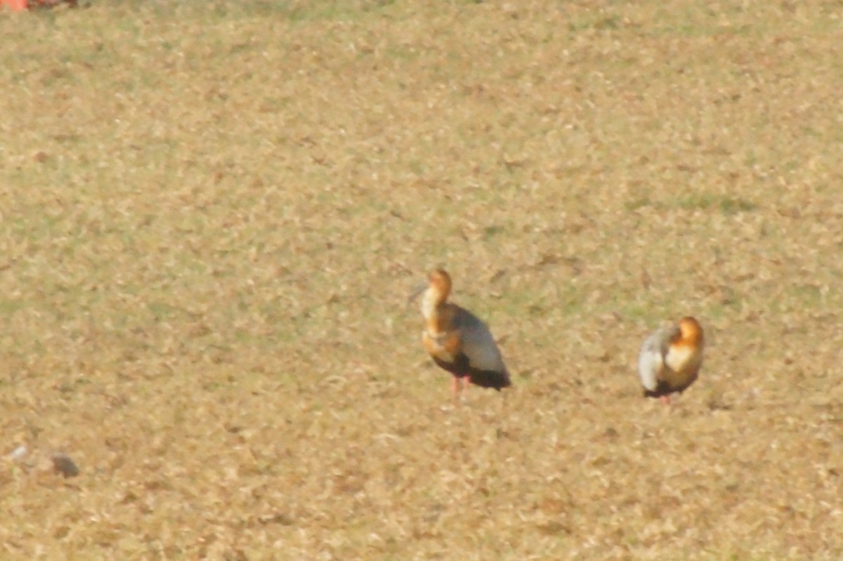 Black-faced Ibis - ML620411621