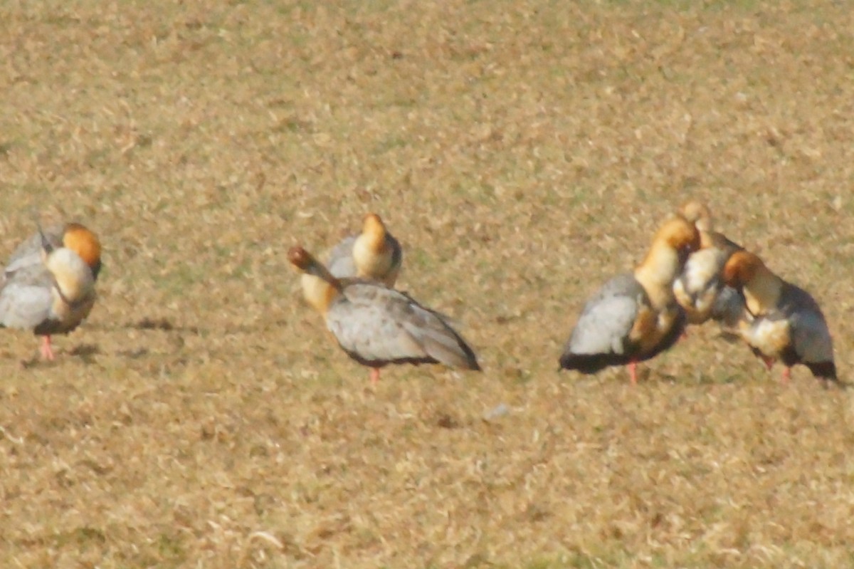 Black-faced Ibis - ML620411622