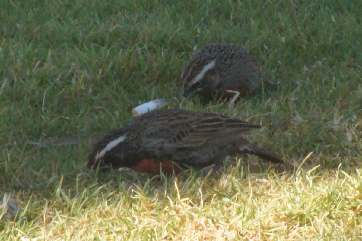 Long-tailed Meadowlark - ML620411631