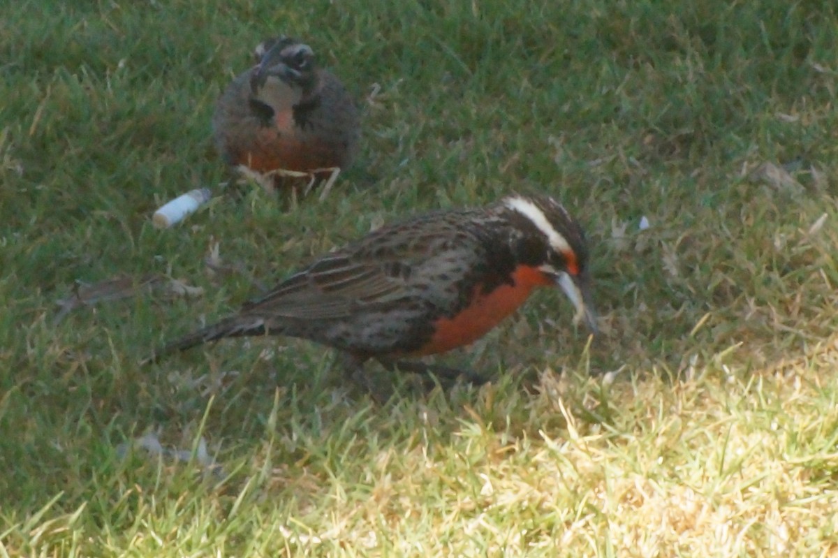 Long-tailed Meadowlark - ML620411632