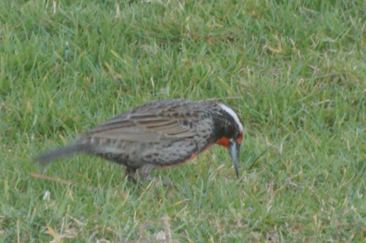 Long-tailed Meadowlark - ML620411638