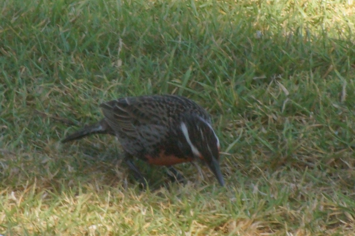 Long-tailed Meadowlark - ML620411642