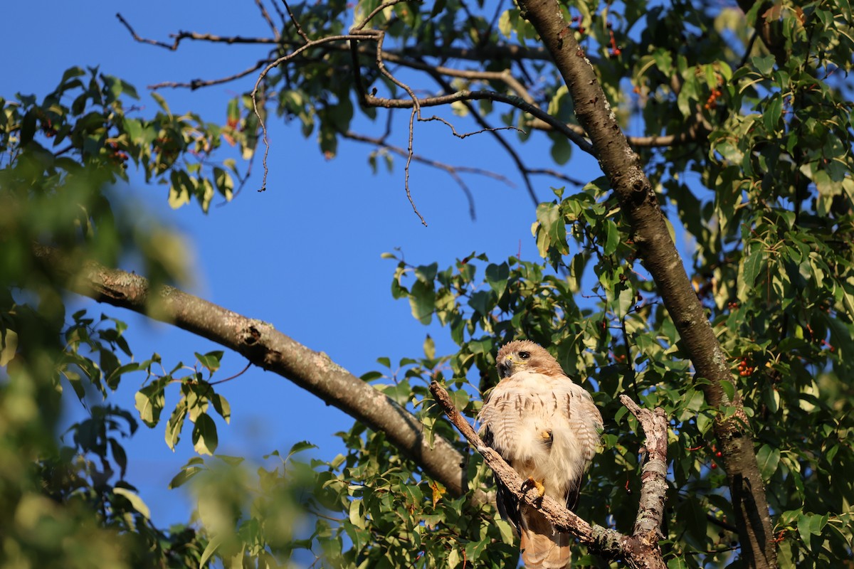 Red-tailed Hawk - ML620411645