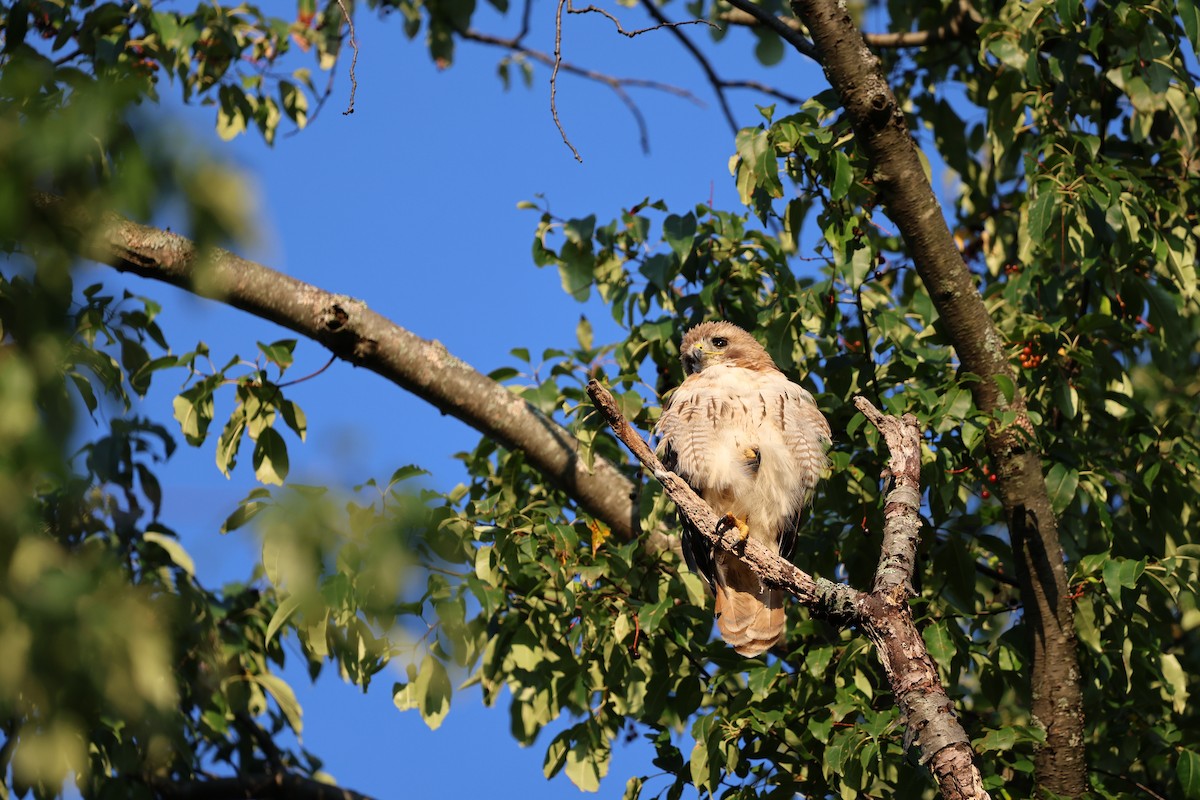 Red-tailed Hawk - ML620411646