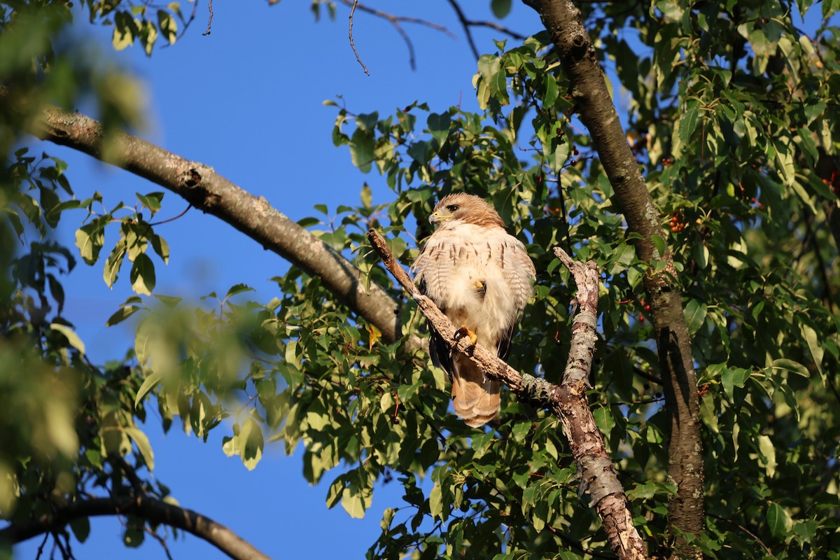 Red-tailed Hawk - ML620411647